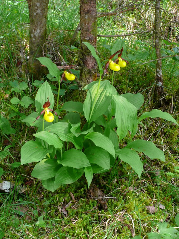 Cypripedium calceolus....  la pi bella del reame